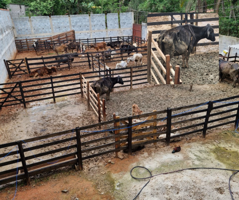 Fiscalização procura por bois abandonados e desnutridos no Monte Negro